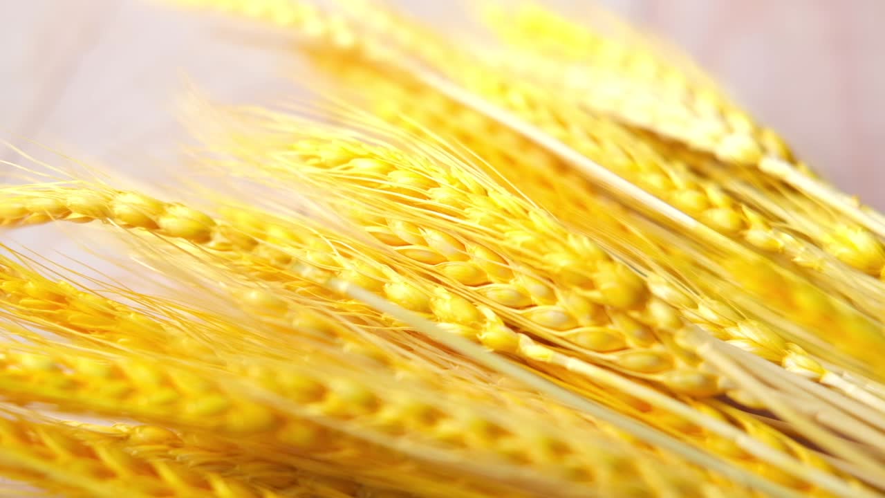 황금색 밀 어리의 클로즈업