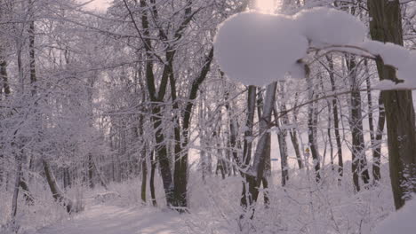 schneebedeckte zweige im winterweißen, schneebedeckten wald