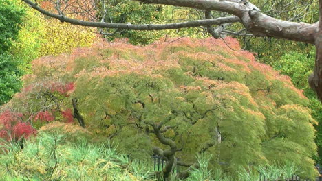 Spitzenblatt-Japanischer-Ahorn-Im-Herbst