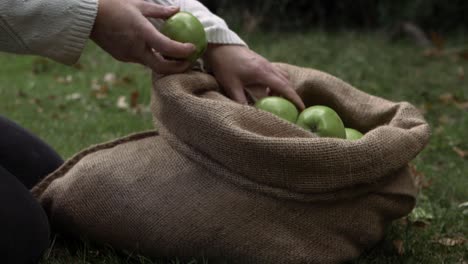 Woman-putting-ripe-green-apples-into-a-sack-medium-shot