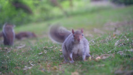 static handheld close up of curious eastern gray squirrel looking at camera with other squirrels in background, sheffield botanical gardens, england