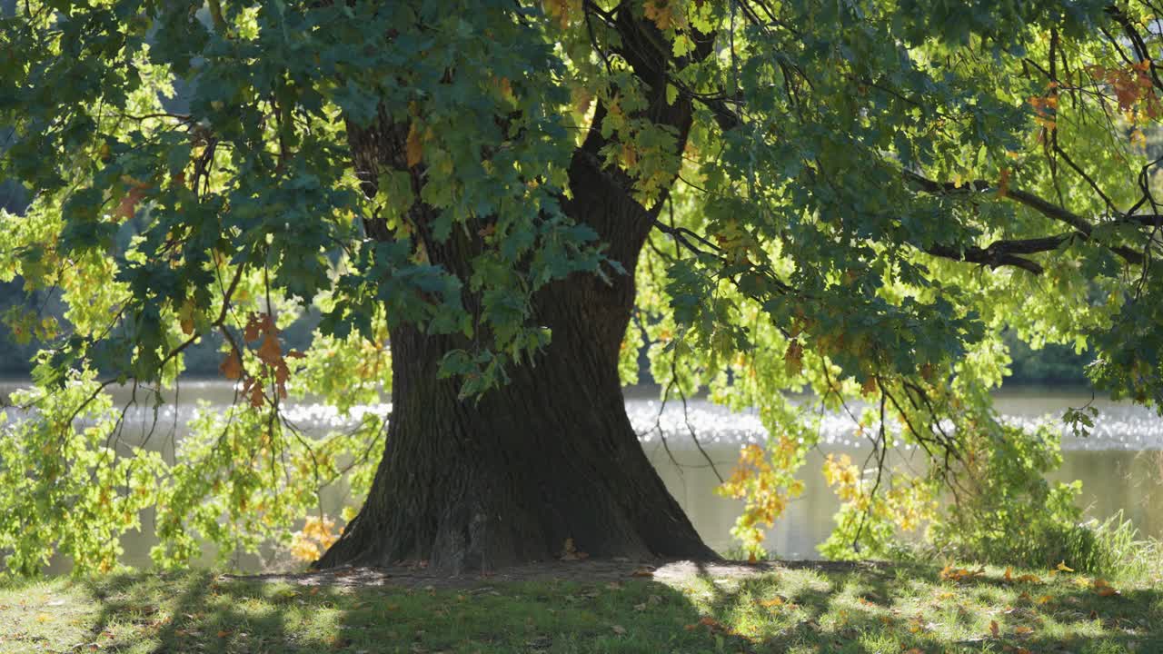 A magnificent old oak tree, covered with yellowing leaves, stands on the bank of the small pond its branches hanging low above the water.
