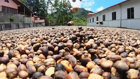 Granos-De-Café-Secándose-En-El-Suelo-En-La-Ciudad-De-Boquete,-Panamá---Cierre-Estático