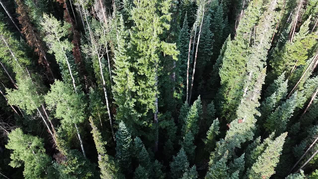 revelar sobre un bosque de álamos y pinos de pico rojo y montaña búfalo en un día soleado en silverthorne colorado dolly aérea tilt-up