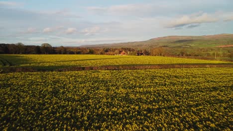 Beautiful-field-and-countryside-nature-in-Shropshire-in-England