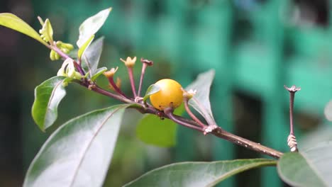 primer plano de descarte amarillo entre las hojas