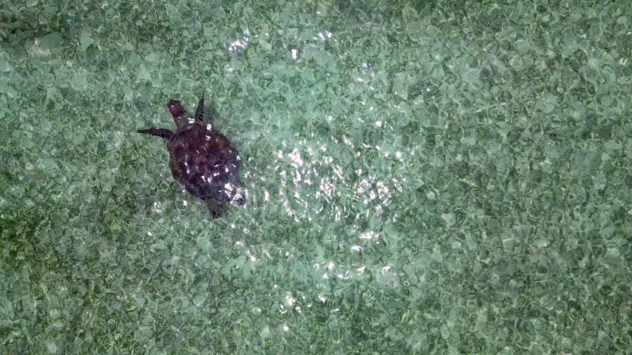 Sea turtle swimming in clear, shallow ocean water polluted by scattered plastic waste, highlighting environmental crisis. Spectacular aerial view drone camera pointing down
