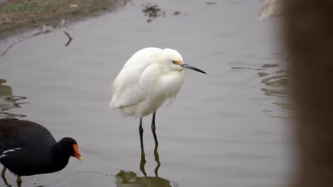 Snowy-Egret-Heron-In-Lake