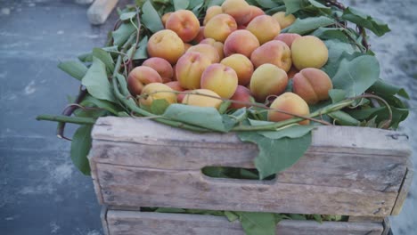 bunch of fresh apricots in wooden container on truck