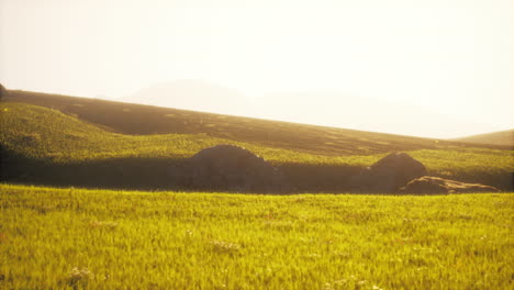 green grass field with mountain landscape