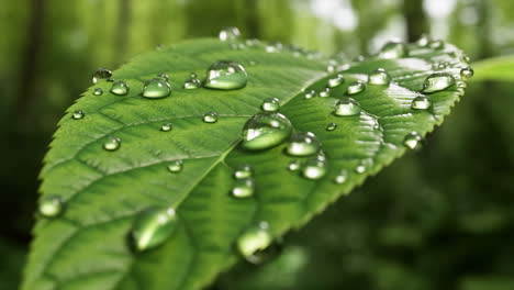 green leaf with water droplets