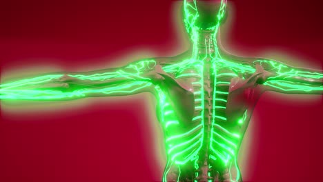 vasos sanguíneos del cuerpo humano