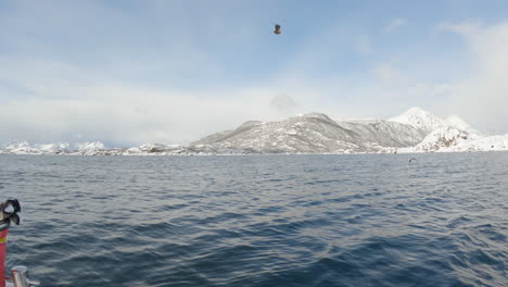 white-tailed eagle, also known as a sea eagle dives down off the side of the boat on a bright sunny day in norway with some beautiful snow capped mountains in the background