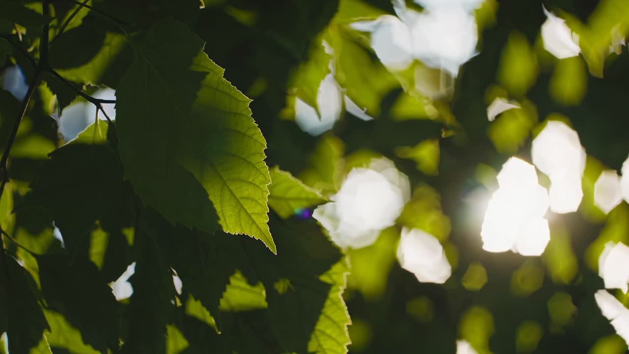 Vídeo em close-up de folhas verdes iluminadas pelo sol com efeito bokeh, capturado de um ângulo baixo