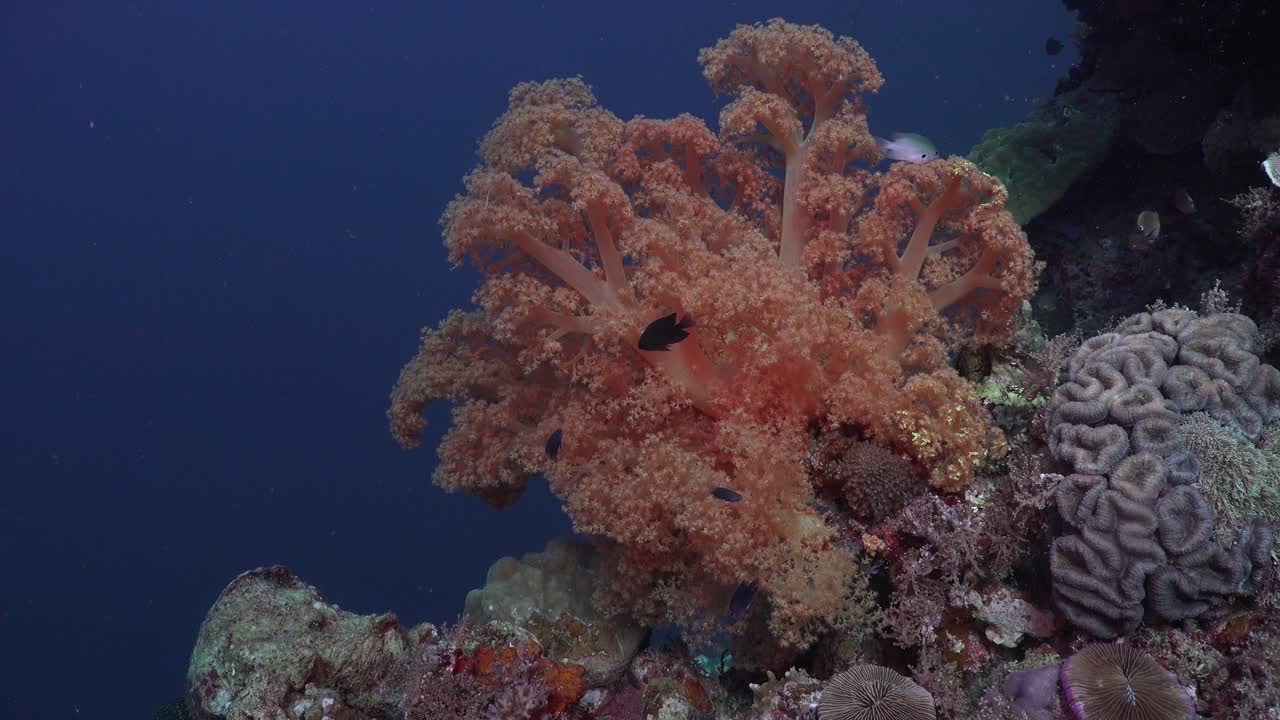 Orange soft coral in colorful coral reef with deep blue ocean as backdrop.