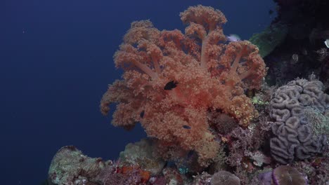 orange soft coral in colorful coral reef with deep blue ocean as backdrop.