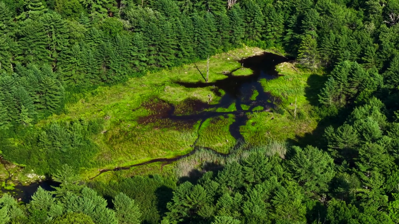 Aerial view of lush forest and wetland area with winding water channels in summer