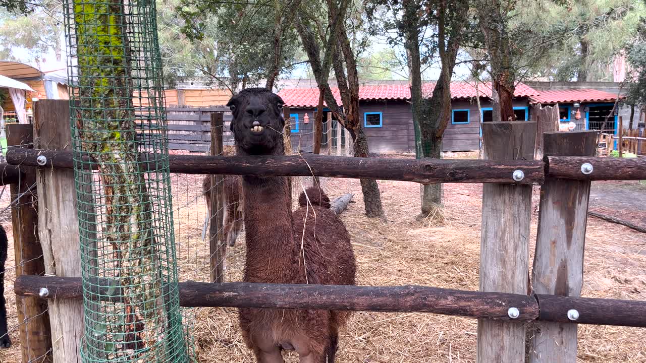 la llama da una mirada disgustada desde su lugar en la granja.