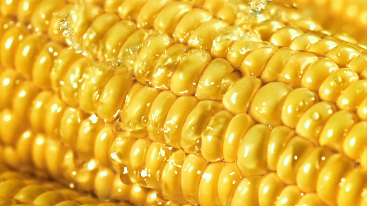 Close Up of Fresh Corn on the Cob with Water Flowing