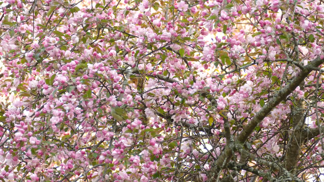 Vireo di Filadelfia che salta da un ramo all'altro su un ciliegio in fiore con fiori rosa.