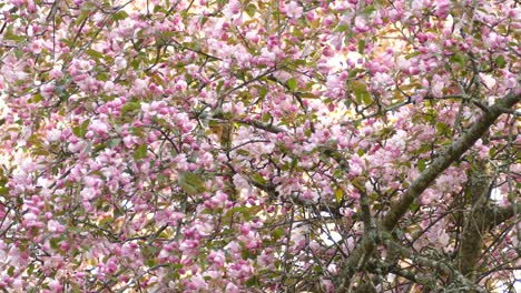 philadelphia vireo jumping from branch to branch on pink flower cherry blossom tree