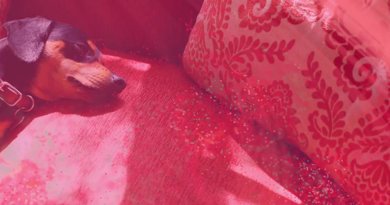 Cane che entra e si sistema sul divano cercando calore, mentre la luce del sole scintilla su un cuscino decorativo glitterato