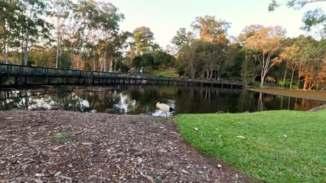 ibis walking near pond in serene garden