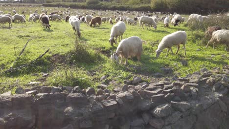 Schafe-Grasen-An-Einem-Sonnigen-Tag-Entlang-Des-Appian-Way