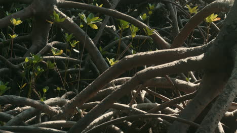 toma detallada de las raíces aéreas de los manglares en medio de un bosque verde