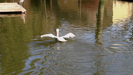 Pelícano-Dálmata-Nadando-En-Un-Zoológico-De-La-Ciudad