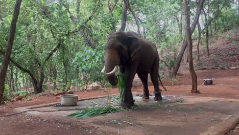 Elefante-Grande-Comiendo-En-Zanzíbar-Tanzania-áfrica