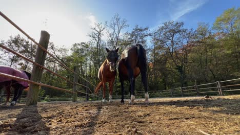 twee paarden dicht bij elkaar in de buitenpaddock met snuit en achterkant