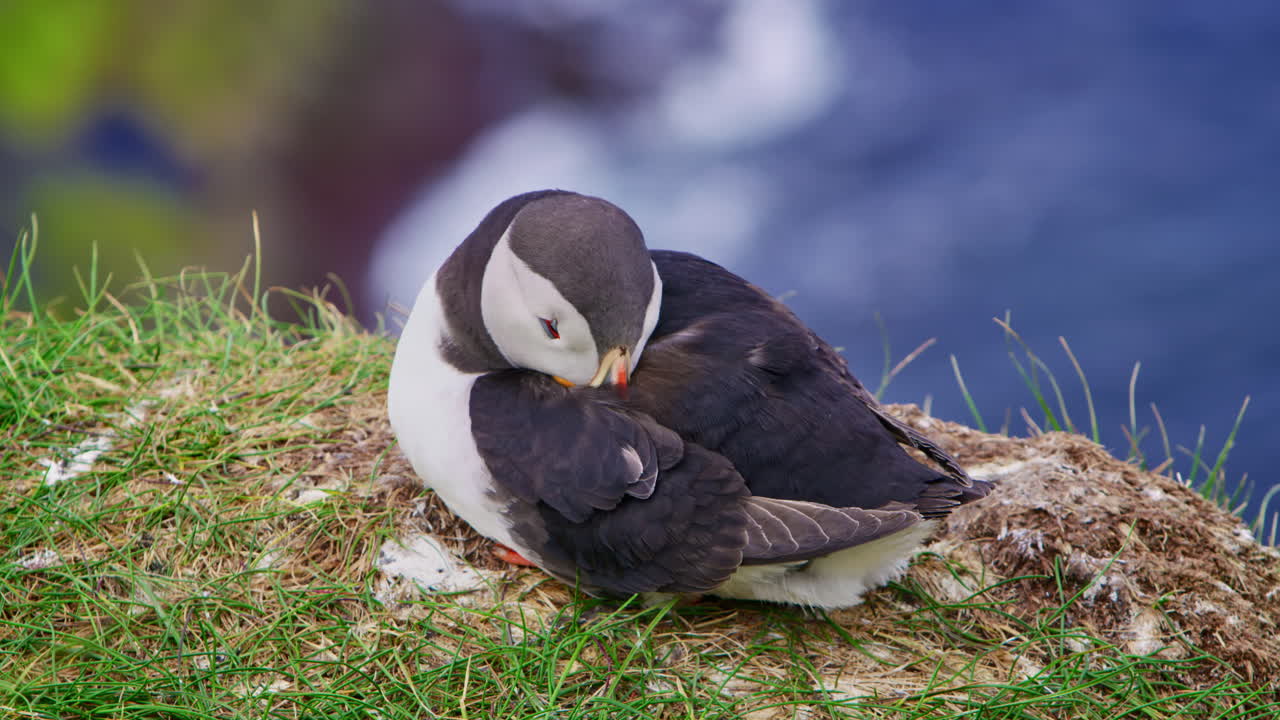 Close up of Atlantic puffin (Fratercula arctica) sleeping with head under it's wing on rocky cliff with ocean waves in background on Hornøya Island, northern Norway