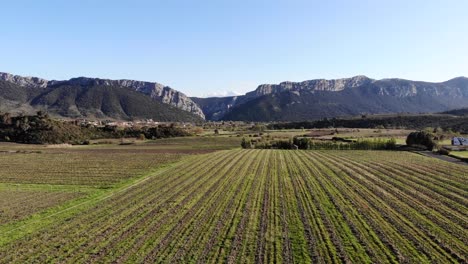 antena: viñedos en shouthern francia con pequeñas montañas en el fondo