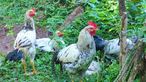 Bandada-De-Pollos-En-Libertad-En-Una-Granja-Rural-En-Asia