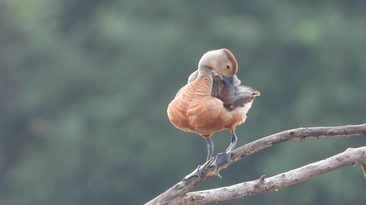 연못 지역에서 휘파람 오리