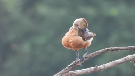 whistling-duck-in-pond-area-