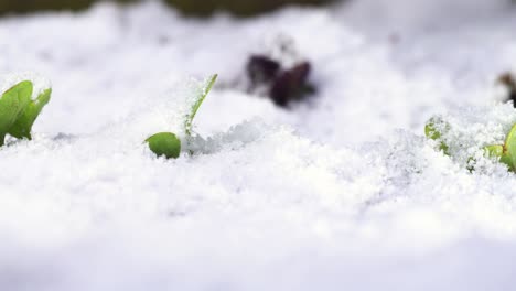 row of young radish plants sticking out of snow