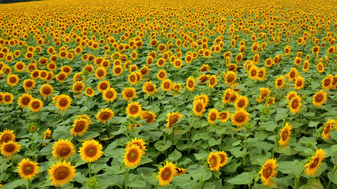 Agricultural field of sunflowers. Summer countryside aerial growth sunflower.