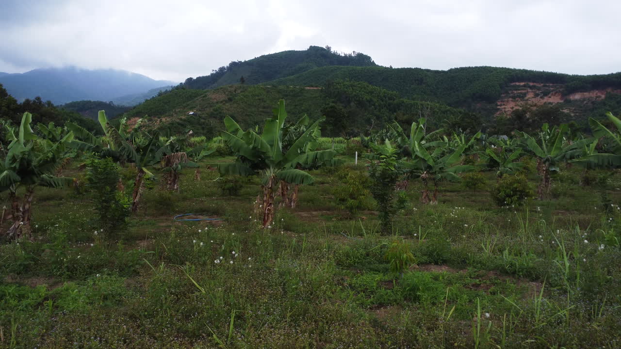 palmeras de plátano de cultivo joven en plantaciones vietnamitas