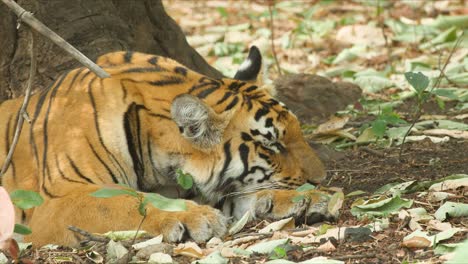 close up of tiger male taking a catnap under a huge tree with face rested on the paw