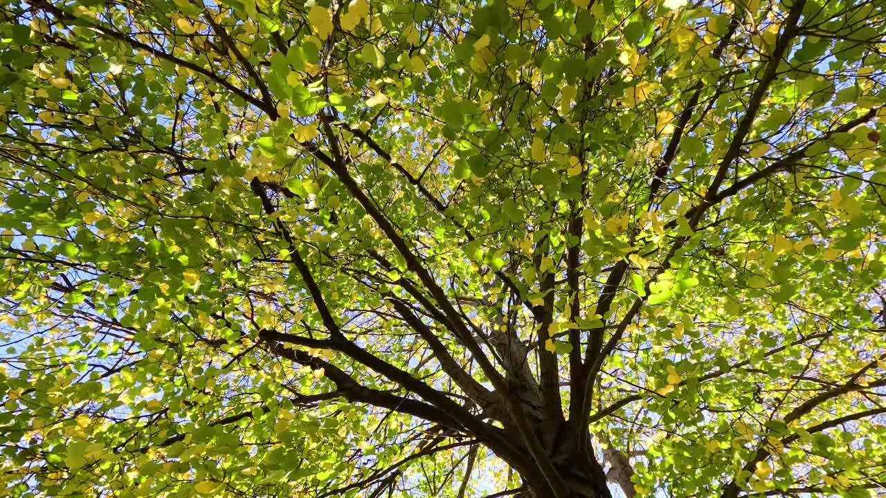 Looking up at a tree's autumn foliage