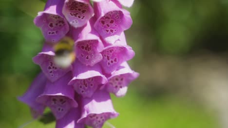 closeup panning shot of bumblebee searching for pollen in a pink-purple foxglove