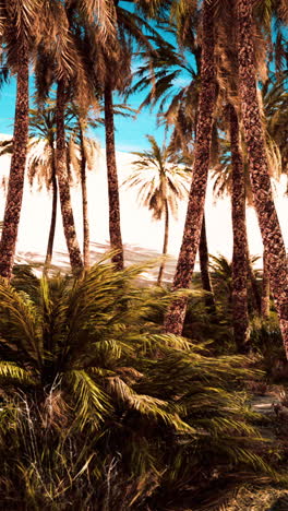 palm trees in a desert oasis