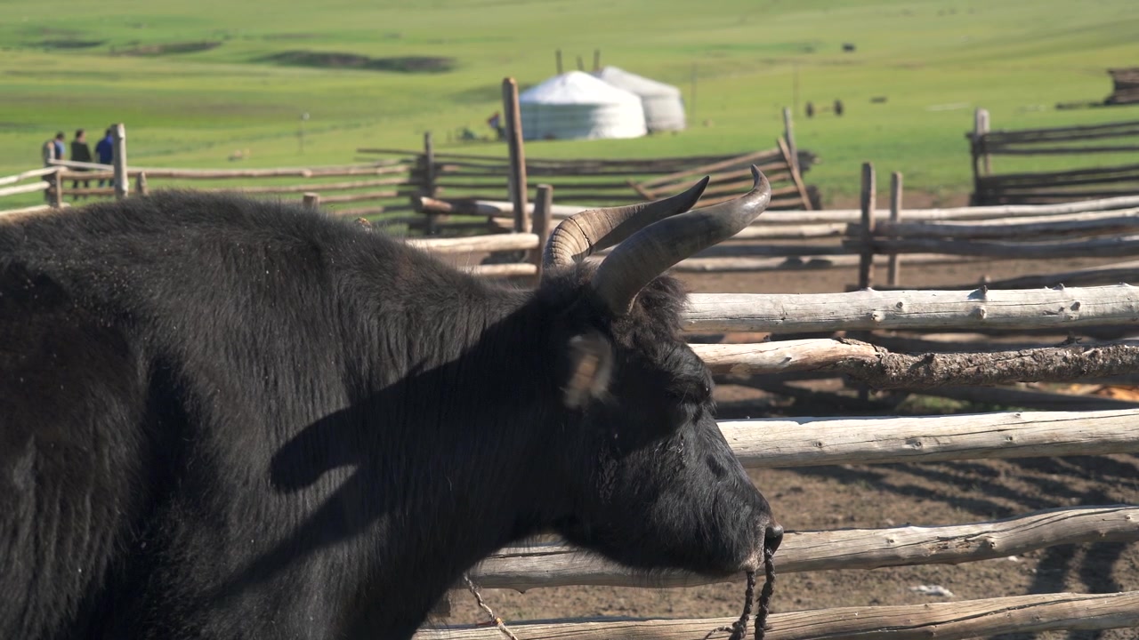 Yak nero in piedi in un recinto di legno nella steppa mongola