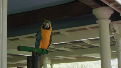 blue-and-yellow macaw perched. static medium shot