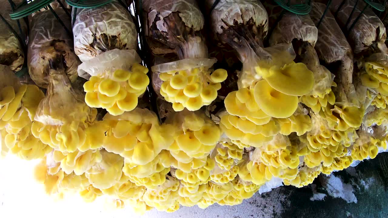 fondo del movimiento de la pared de la granja de hongos