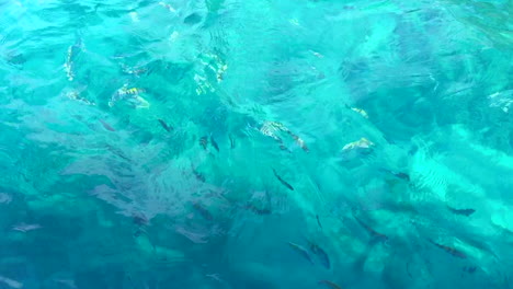 reef fish swimming in aqua blue caribbean water