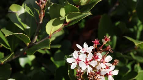 close-up of blooming indian hawthorn flowers