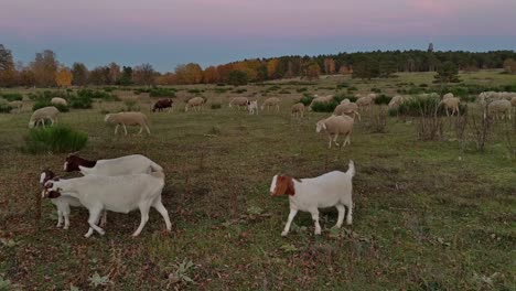 Mixed-herd-of-sheeps-and-goats-during-sunset-time-on-an-open-aerial-meadow-with-autumn-trees-in-background